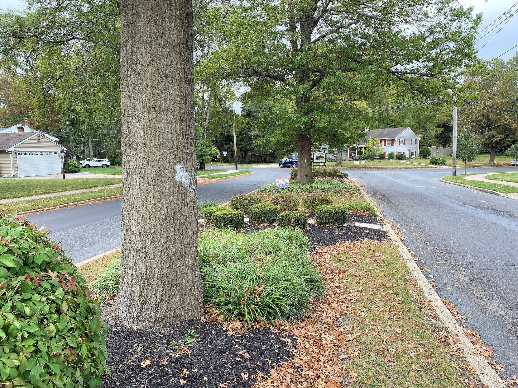 10122021 BARCLAY FARM TREES ON MEDIAN